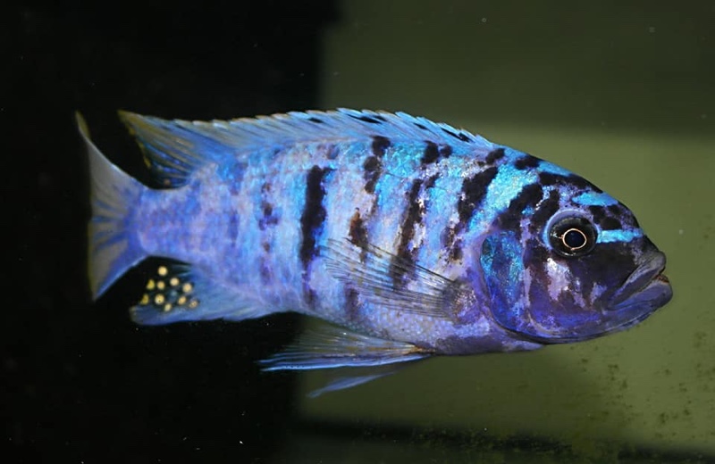 Maylandia fainzilberi 'Ndonga'